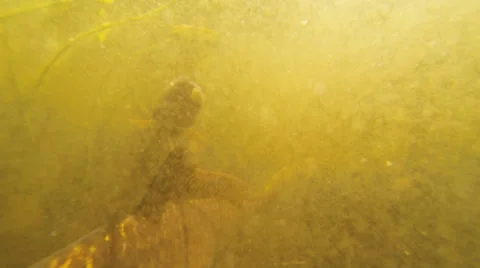 Fish in dirty pond Video stock 23632517