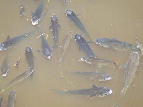 Fish in dirty river. Stock Photos