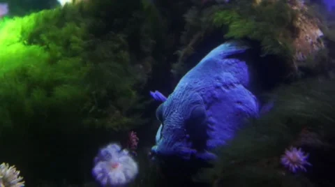 Fish in disco fishtank Stock Footage 10184314