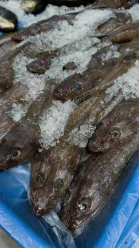 Fish for a display in the market Stock Photos