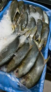 Fish for a display in the market Stock Photos