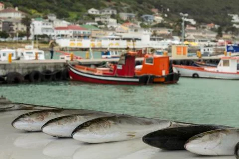 Fish on display Stock Photos