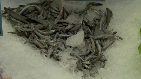 Fish displayed for sale Stock Footage 79733542