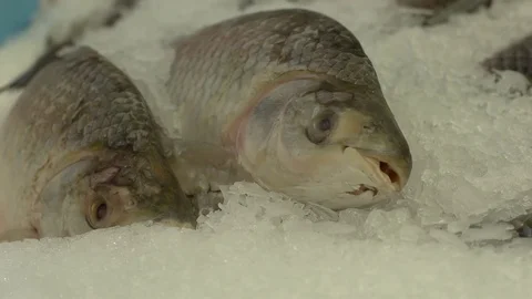 Fish displayed for sale Stock Footage 79733932
