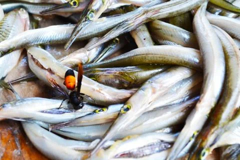 Fish dissection. Foto stock