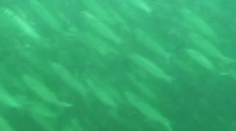 Fish with Diver Stock Footage 1056899