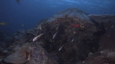 Fish diversity in Raja Ampat Indonesia 4k Stock Footage 107402653