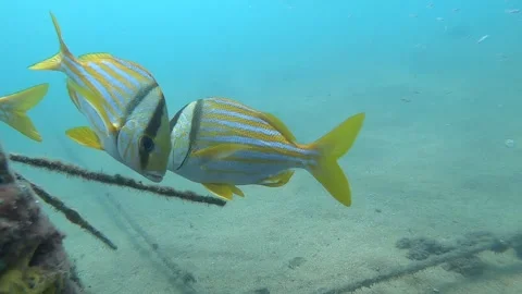 Fish, diving Stock Footage 320563192