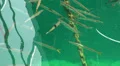 Fish at docks in harbour basin HD Footage
