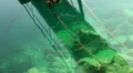 Fish at docks in harbour basin HD Footage