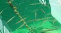Fish at docks in harbour basin HD Footage