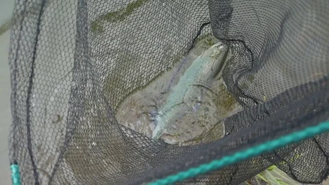 Fish in a donkey Stock Footage 107659200