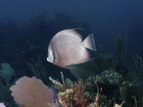 A fish with a dot pattern, Gray angelfish (Pomacanthus arcuatus), swims above a Stock Photos
