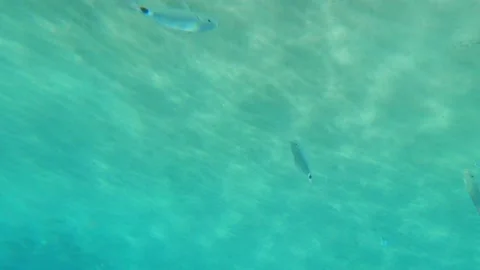 Fish with dot on their tail swim in turquoise water in shimmer of sunlight Stock Footage 201039988