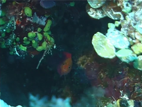 Fish | Dottybacks | Chequered Dottyback | Medium Shot Stock Footage 38450216