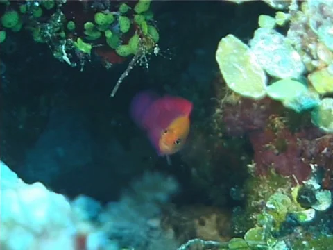 Fish | Dottybacks | Chequered Dottyback | Medium Shot Stock Footage 38450684