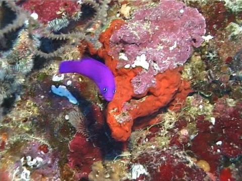 Fish | Dottybacks | Strawberry Dottyback | Medium Shot Stock Footage 38449608
