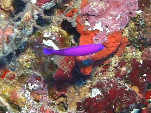 Fish | Dottybacks | Strawberry Dottyback | Medium Shot Stock Footage 38450022