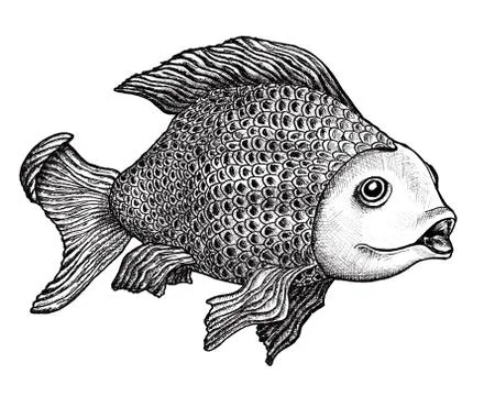 Fish drawing Stock Illustration