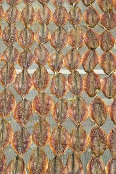 Fish dried in the sun Stock Photos