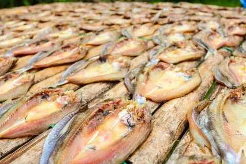 Fish dried by sunlight. Stock Photos