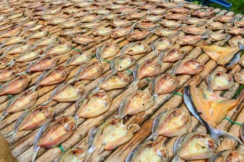Fish dried by sunlight. Stock Photos