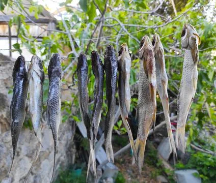 Fish to dry on a rope Stock Photos