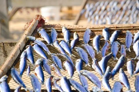 Fish drying closeup Stock Photos