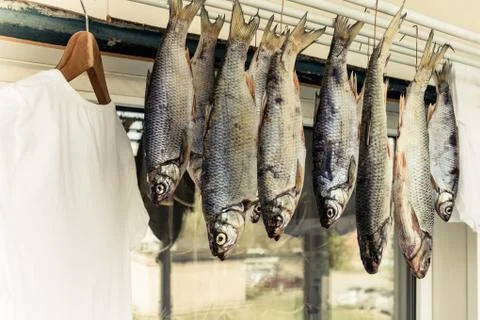 Fish on drying for laundry. Stock Photos
