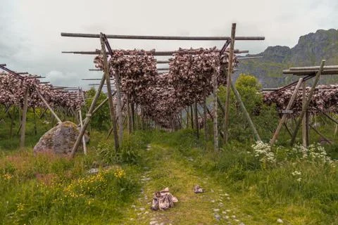 Fish drying in Lofoten Foto stock