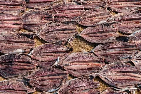 Fish drying on mats on the beach at the fish market of Negombo, Sri Lanka. Stock Photos