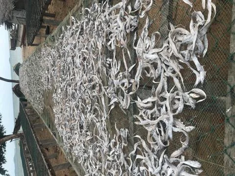 Fish drying on the net on the beach Stockfoto's