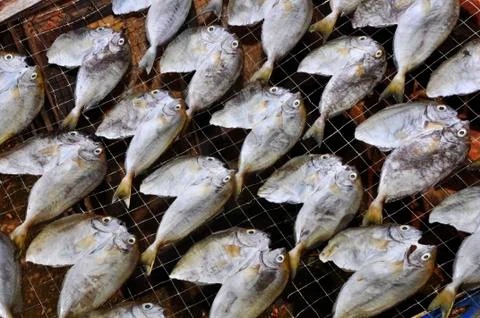 Fish drying Stock Photos