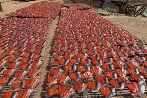 Fish drying at Phsar Prohok Fish Paste Market Cambodia where fish-paste is made Stock Photos