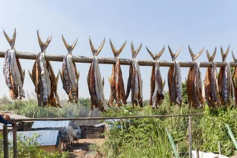 Fish drying on a pole on the border between Burma and Thailand, Mae Sot, Stock Photos