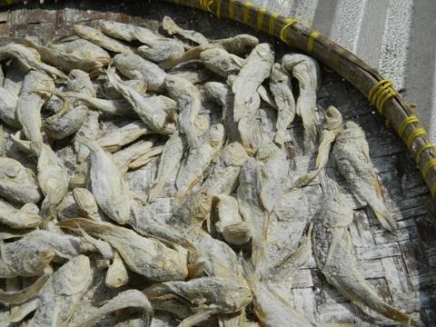 FISH DRYING PROCESS Stock Photos