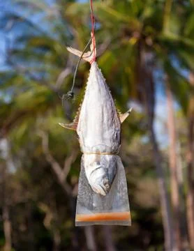 Fish drying on rope Stock Photos