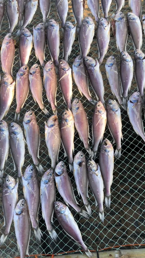 Fish drying in the sun at beach in Qingdao city, China Stock-Footage 165936796