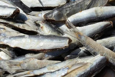 Fish drying in the sun for cooking. Stock Photos