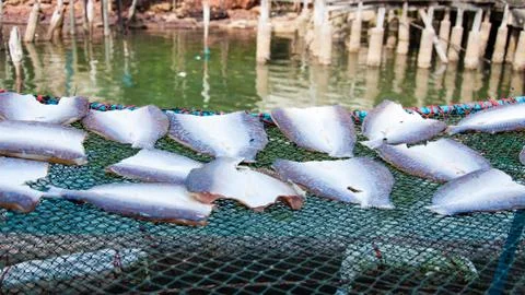 Fish drying in the sun, food background Stock Photos
