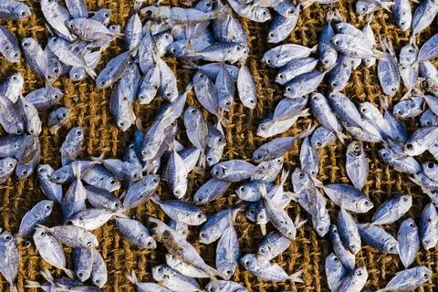 Fish drying in the sun at Negombo fish market (Lellama fish market), Negombo, Stock Photos