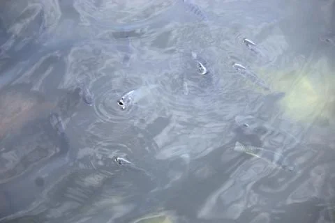 Fish due to suffocation and lack of oxygen coming to water surface for breath Stock Photos