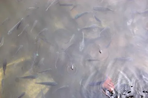 Fish due to suffocation and lack of oxygen coming to water surface for breath Stock Photos