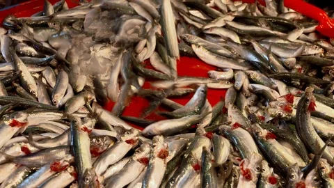 Fish Dumping To The Fish Stall Stock Footage 103843080