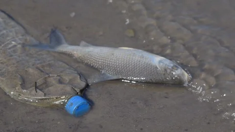 Fish Dying Close to a Plastic Bottle at Polluted Waters 스톡 동영상 97782354