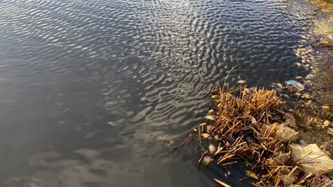 Fish dying due to toxic environmental pollution in the lake 動画素材 295624948