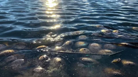 Fish dying due to toxic environmental pollution in the lake 動画素材 295625167