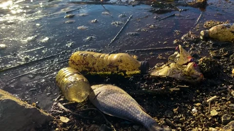 Fish dying due to toxic environmental pollution in the lake 動画素材 295625406