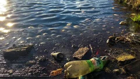 Fish dying due to toxic environmental pollution in the lake 動画素材 295625691