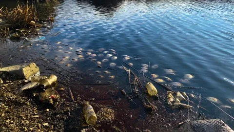 Fish dying due to toxic environmental pollution in the lake 動画素材 295625910